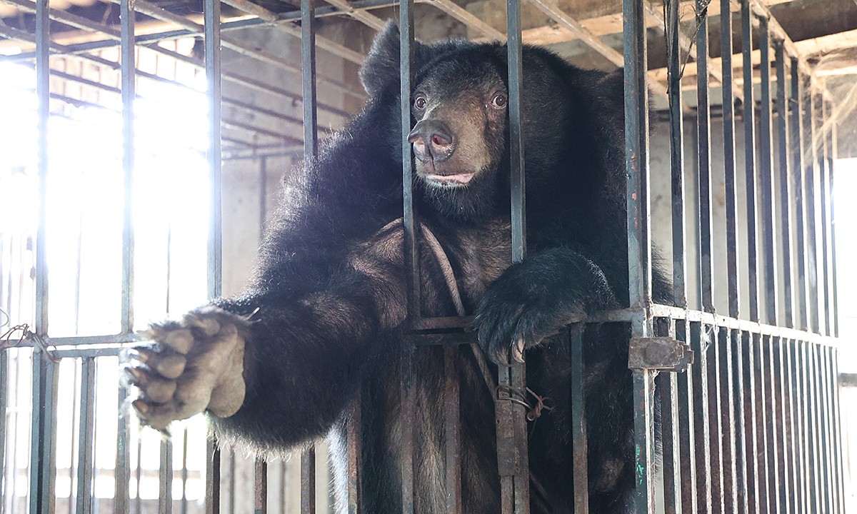 Residents hand over two moon bears after two decades of captivity