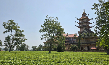 Gia Lai preserves over 60 hectares of tea for tourism