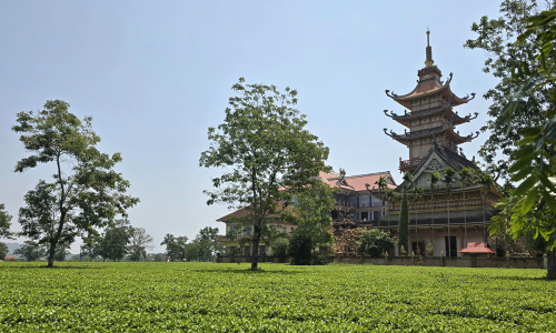 Gia Lai preserves over 60 hectares of tea for tourism