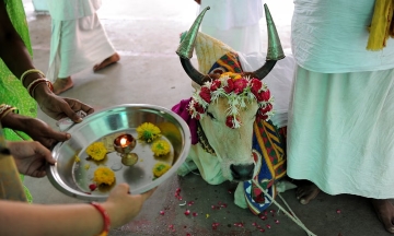 Indian temple mandates pilgrims consume cow urine drink