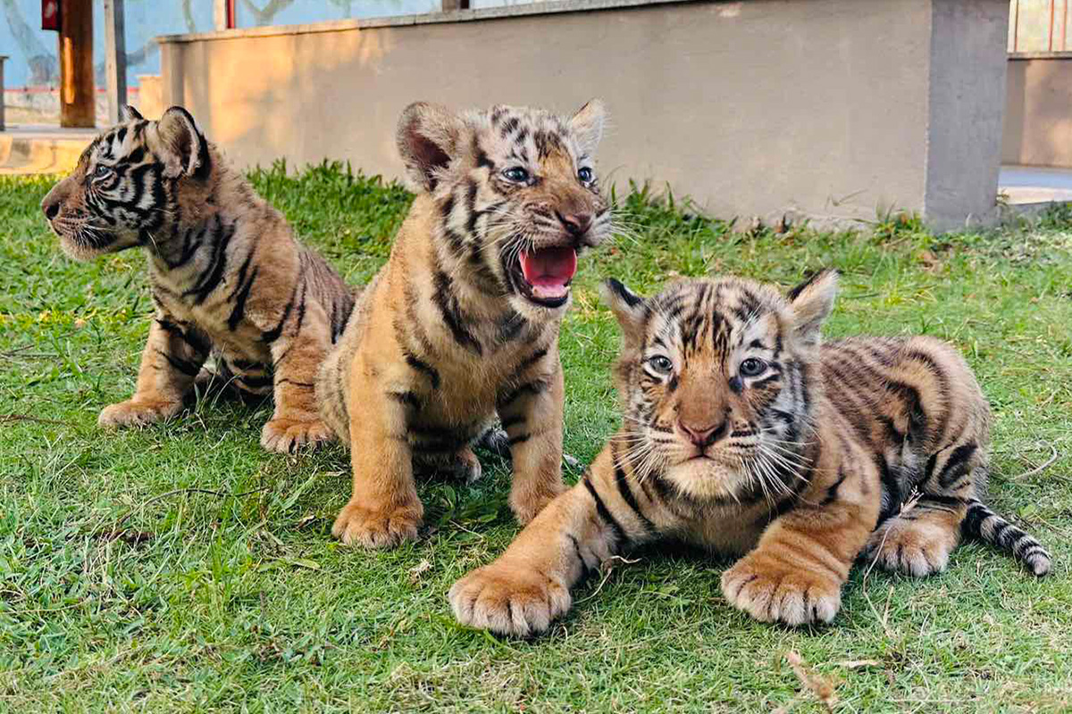 Asian tiger gives birth to three cubs at FLC Zoo Safari Park Quy Nhon