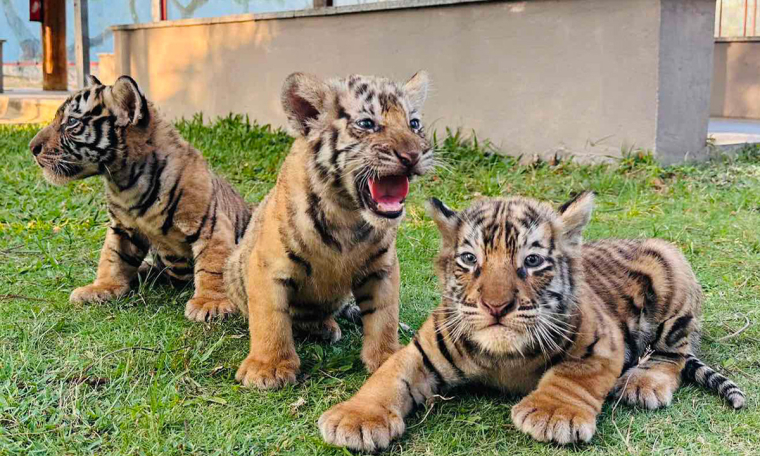 Asian tiger gives birth to three cubs at FLC Zoo Safari Park Quy Nhon