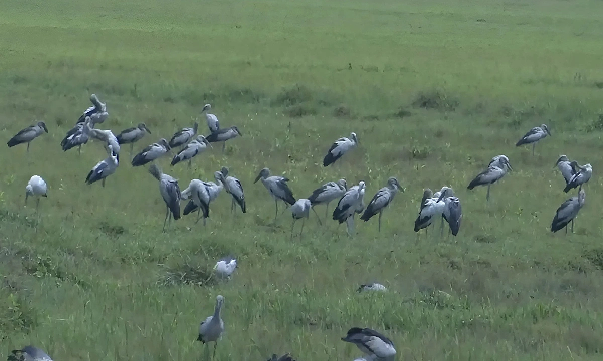 Red-listed bird flock appears in Ha Tinh