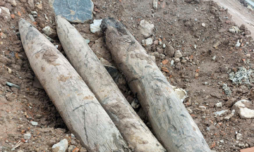 Discovery of three ancient wooden stakes suspected to be a Tran Dynasty naval battle formation