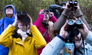 Birdwatching: a new 'healing' therapy for young americans