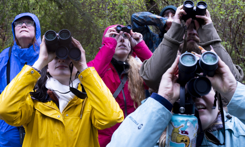 Birdwatching: a new 'healing' therapy for young americans