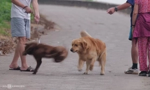 Common misconceptions about rabies after dog and cat bites