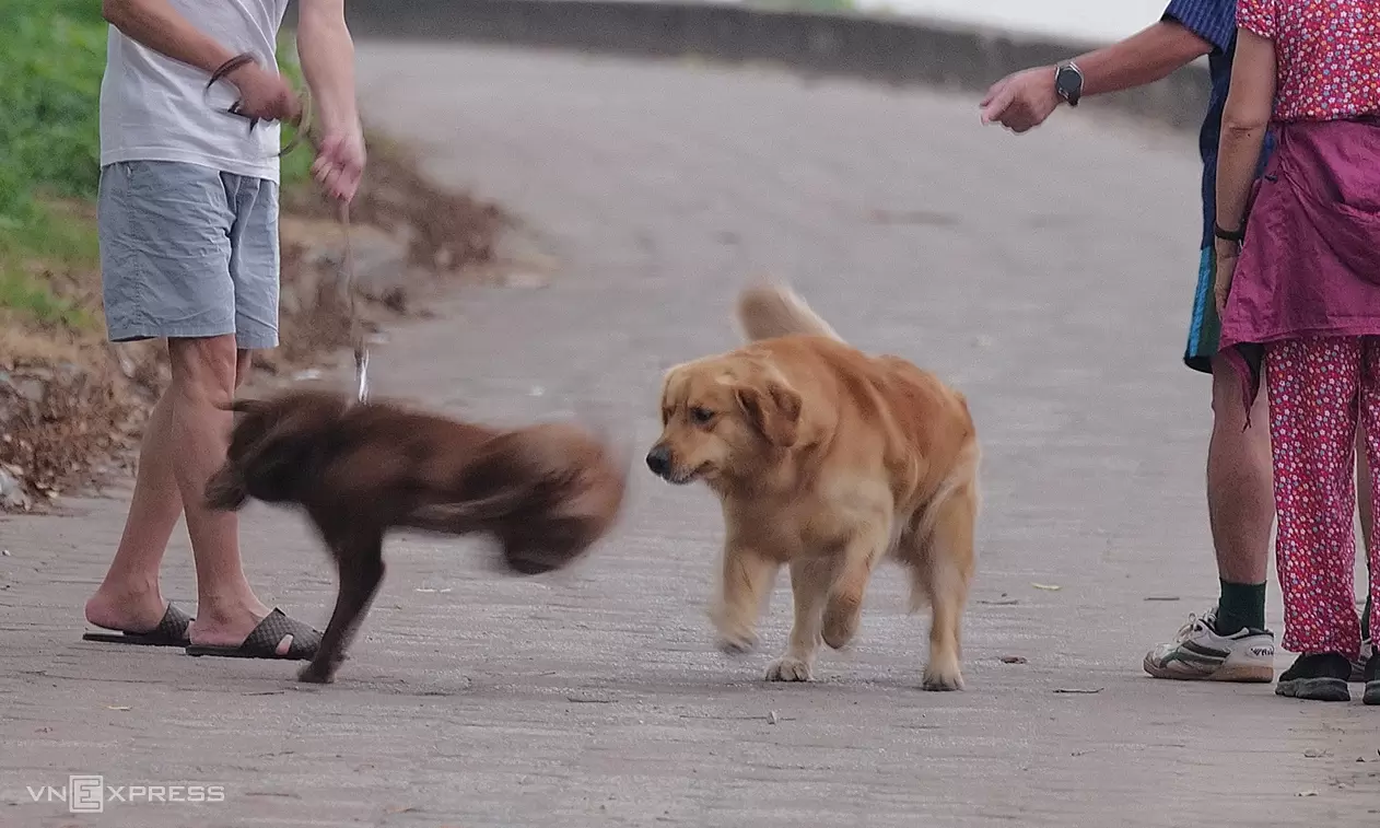 Common misconceptions about rabies after dog and cat bites