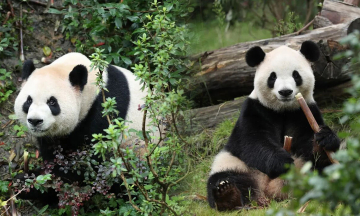 China sends another pair of giant pandas to the US
