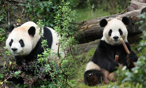 China sends another pair of giant pandas to the US