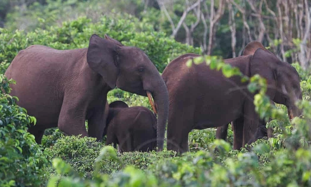 US millionaire trampled to death by elephants during hunt