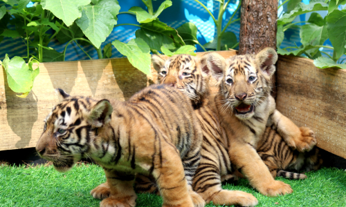Visitors flock to Quy Nhon zoo to see three newborn Bengal tiger cubs