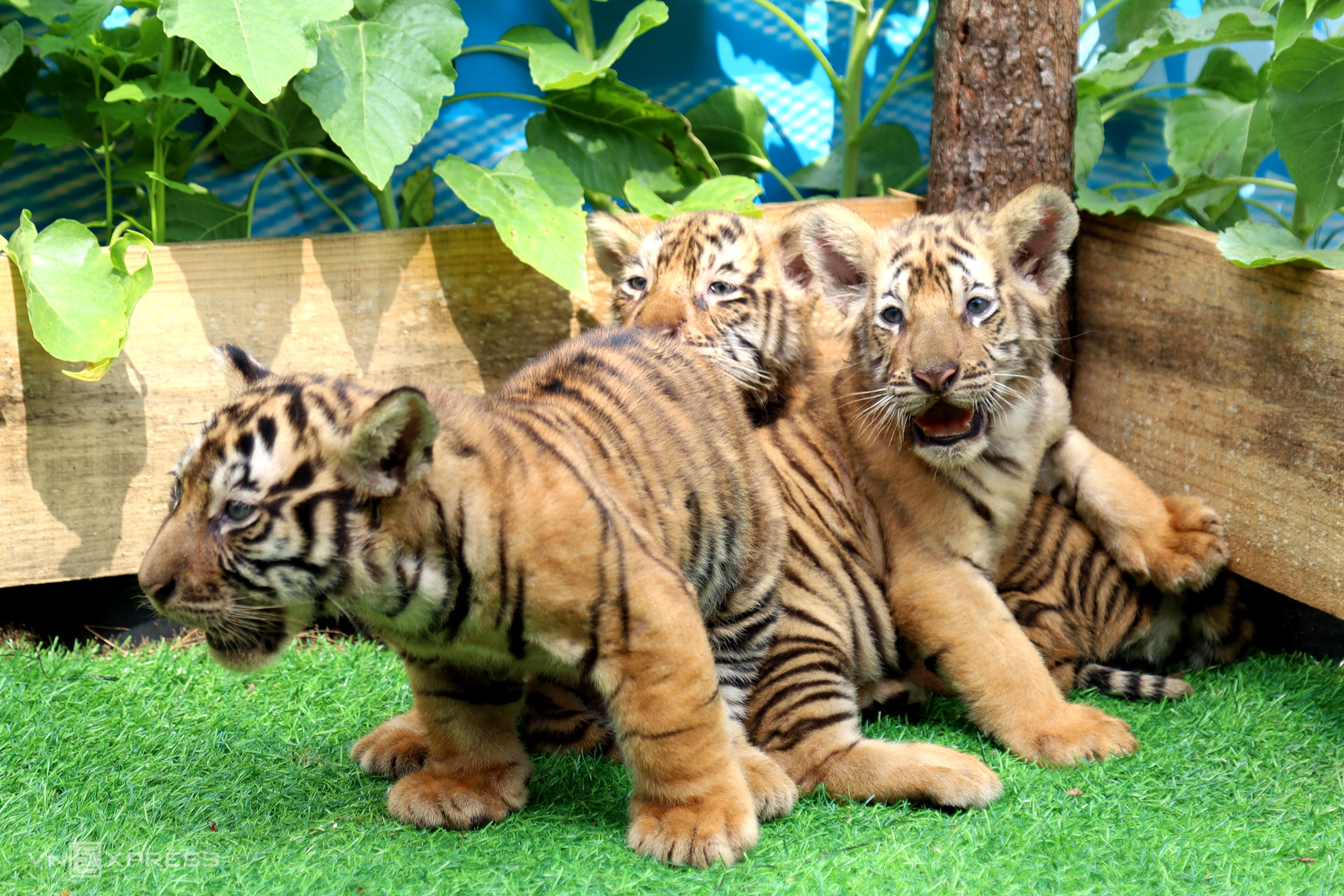 Visitors flock to Quy Nhon zoo to see three newborn Bengal tiger cubs