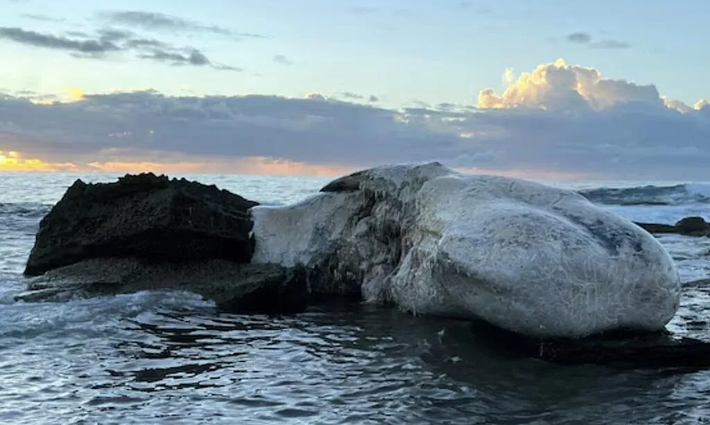 Sharks gather to feed on whale carcass, Australian beaches closed