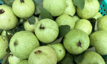 Regularly eating guava helps lower blood sugar and cholesterol