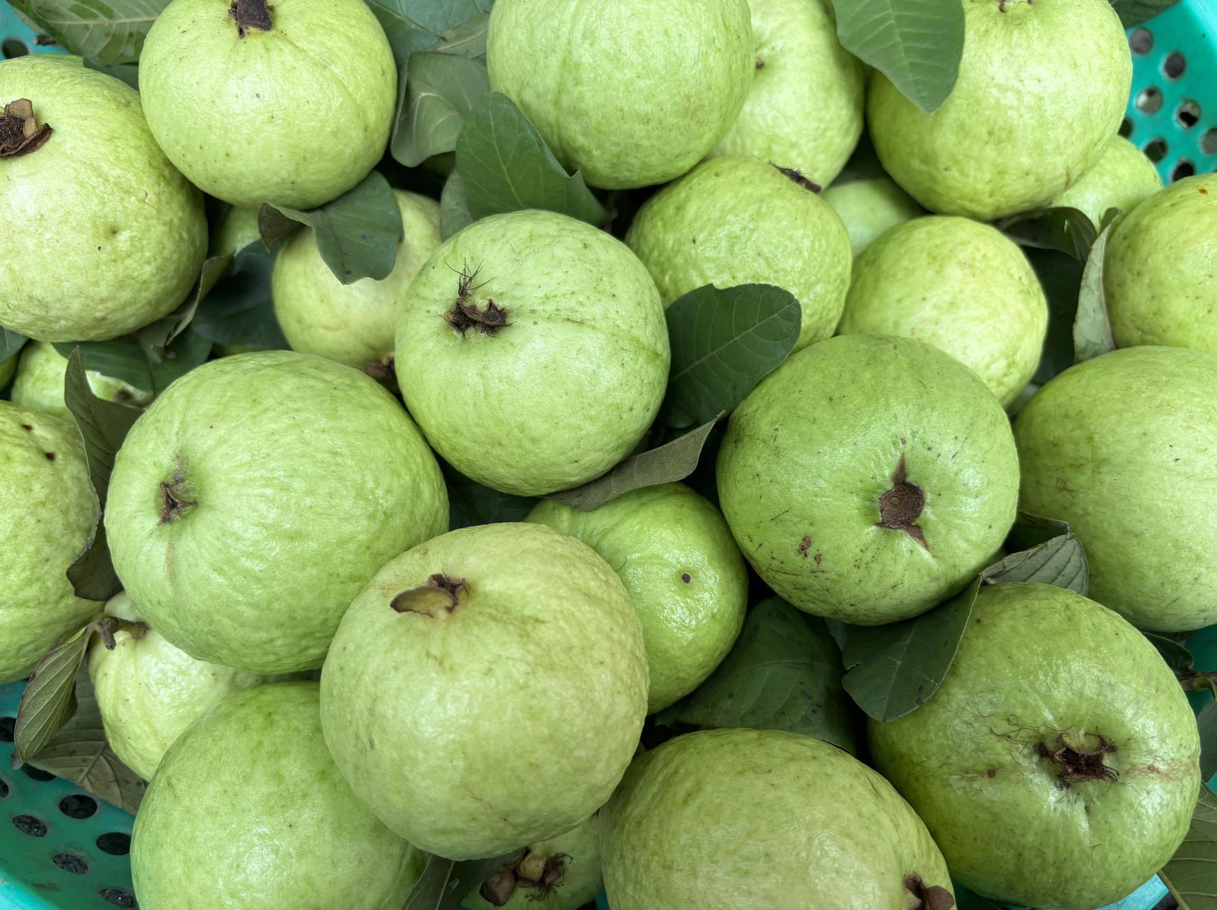 Regularly eating guava helps lower blood sugar and cholesterol