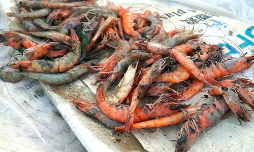 Heatwave causes mass deaths of shrimp and crabs in Ca Mau