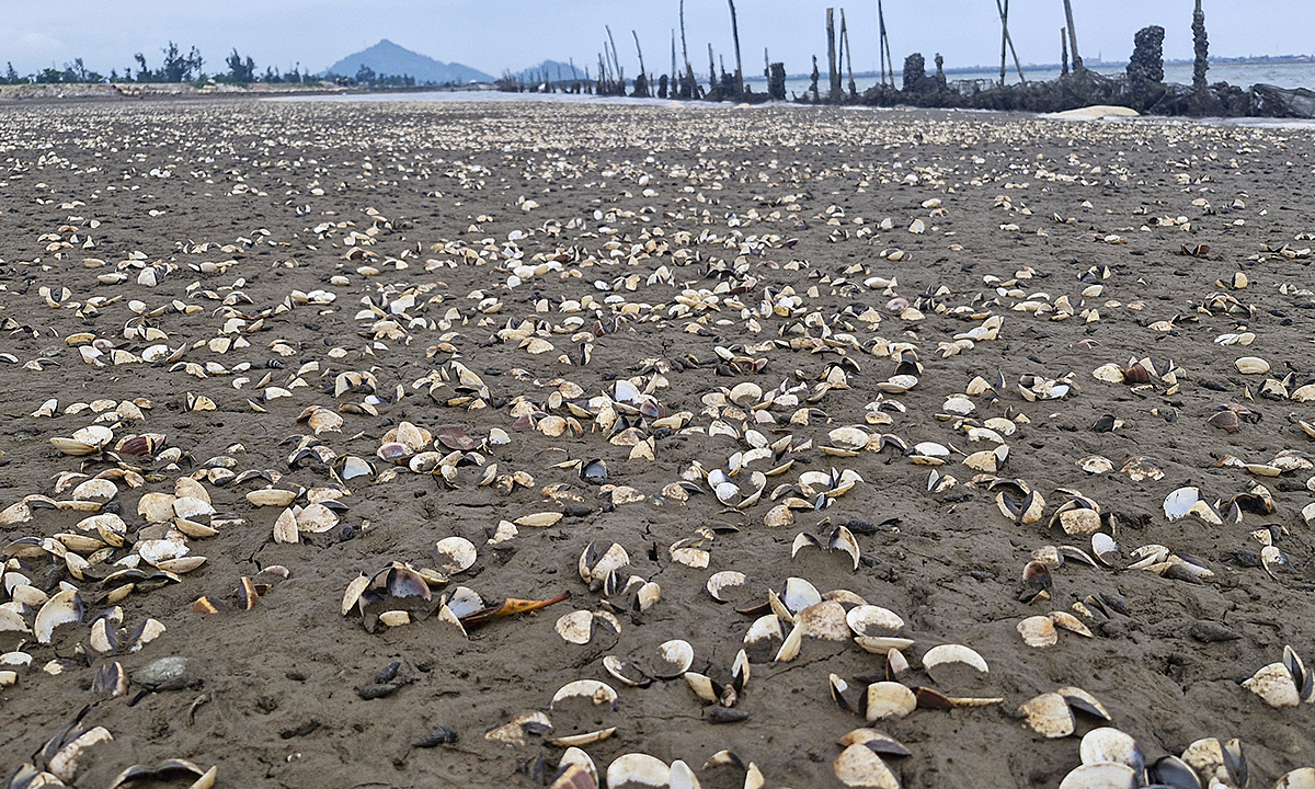 Mass clam deaths devastate farms in Ha Tinh, billions in losses