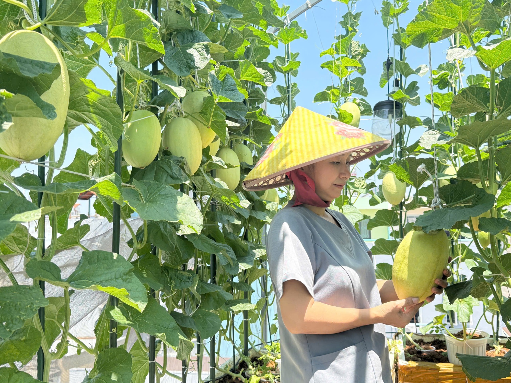 Harvesting hundreds of melons from styrofoam boxes and plastic pots on a rooftop