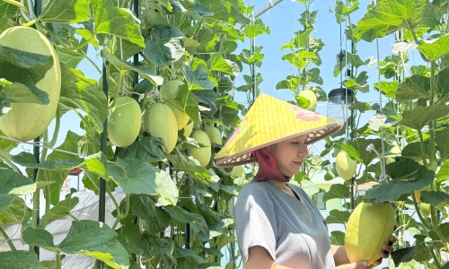Harvesting hundreds of melons from styrofoam boxes and plastic pots on a rooftop