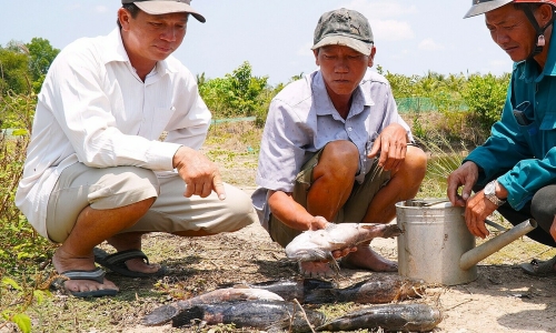 Mass fish deaths near Ca Mau airport expansion project