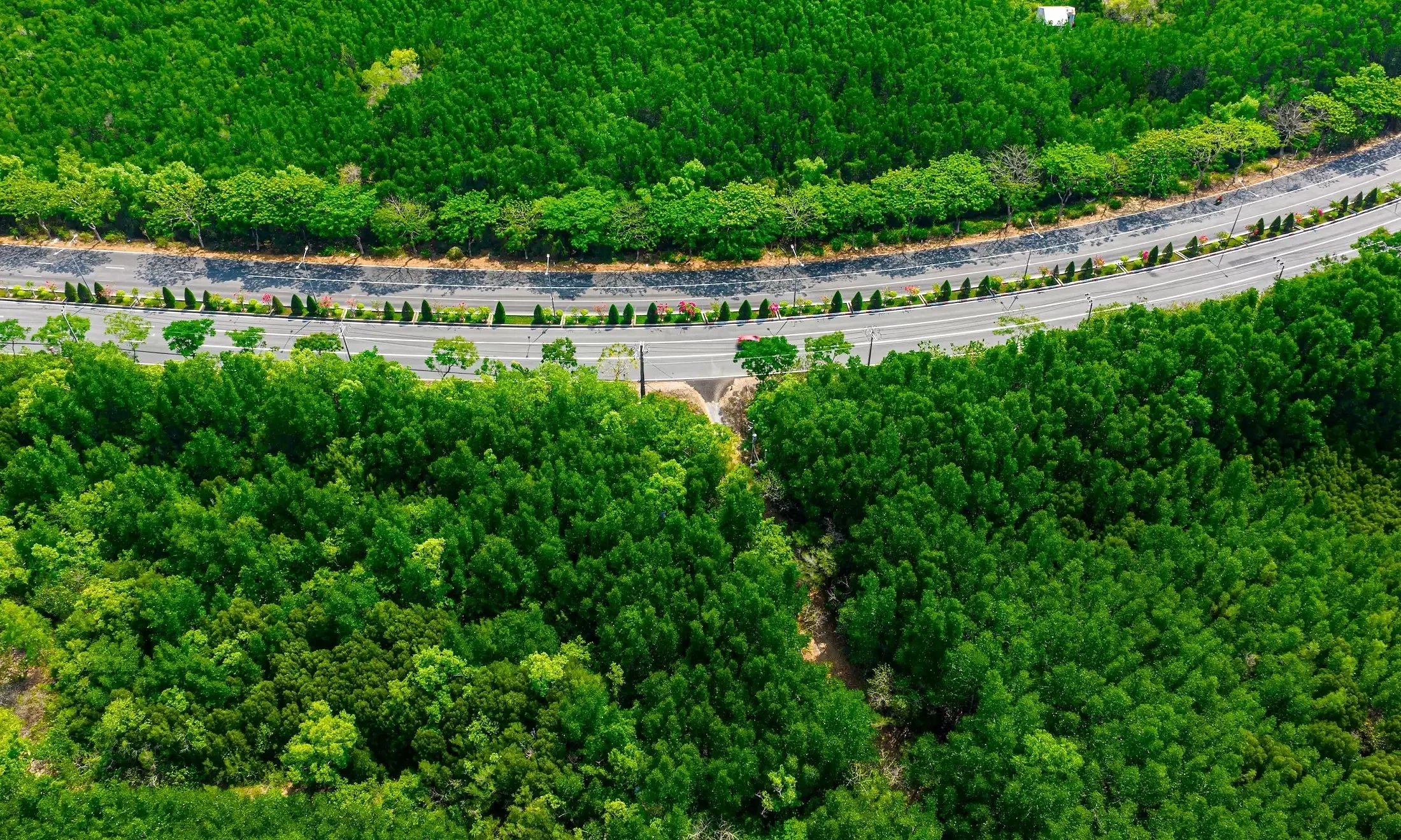 Shade of Sac forest is not a shield against heat and humidity at Can Gio race