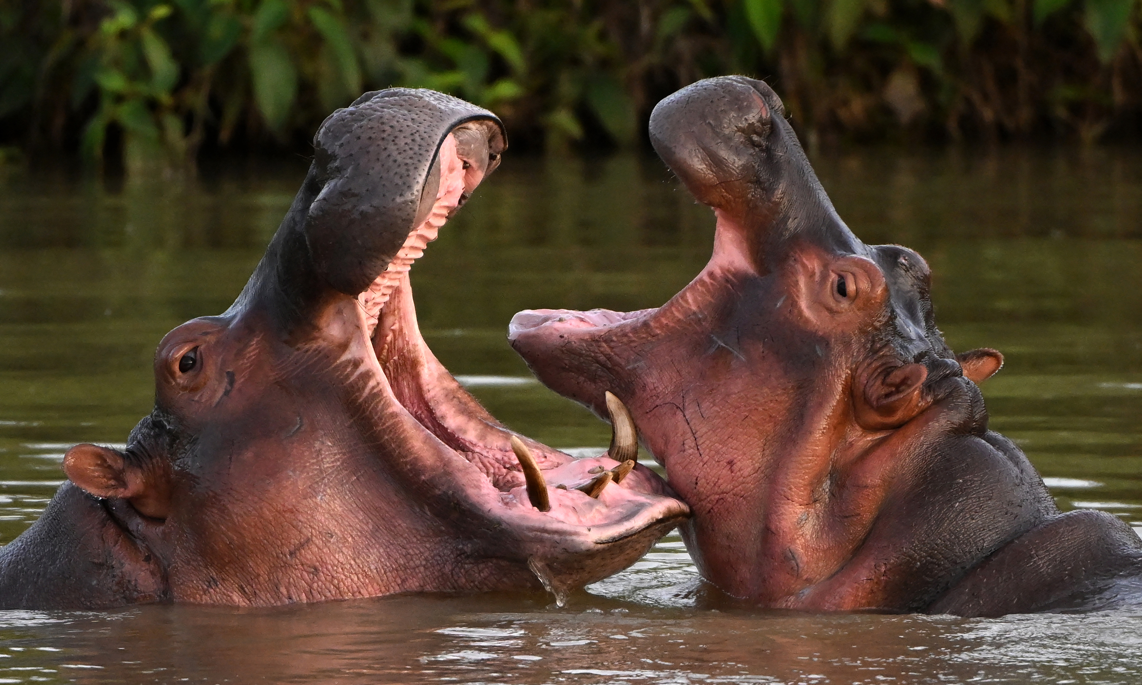 Indian billionaire's son seeks to save Colombian drug lord's hippos from culling