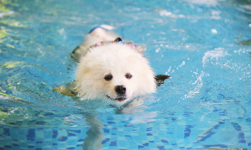 Is there a risk of rabies when swimming with dogs?