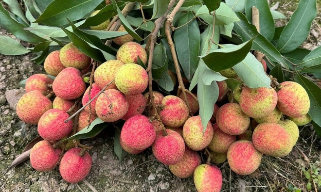 Early-ripening lychee prices exceed 200,000 VND per kilogram in some areas