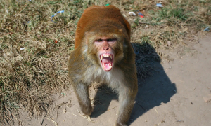 Tourists bitten by wild monkeys while visiting Phu Yen