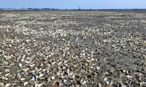 Hundreds of tons of clams die due to unusual weather