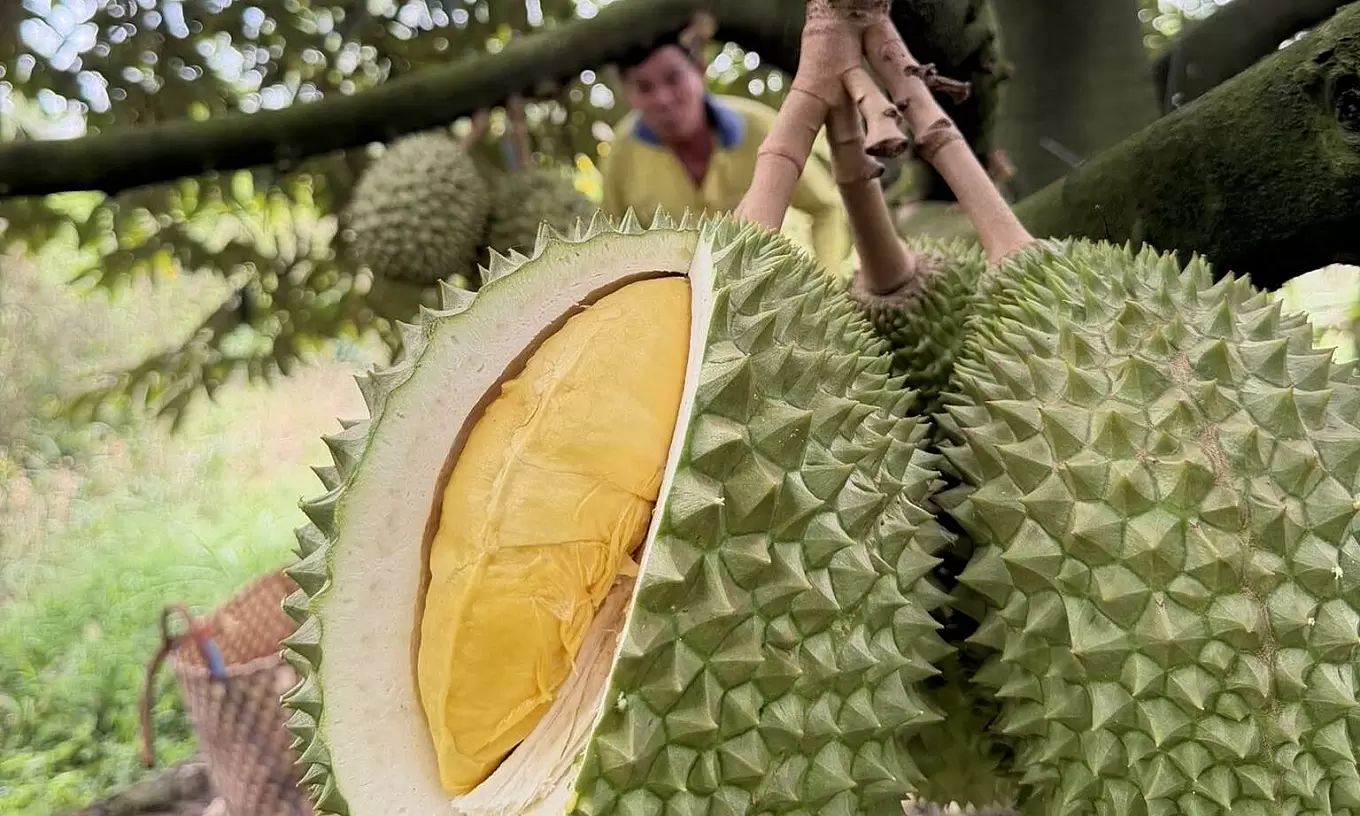 One durian pod equals one bowl of rice