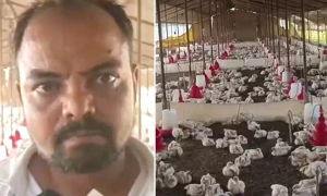 Lawsuit over 140 chickens dead from 'excessively loud wedding music'