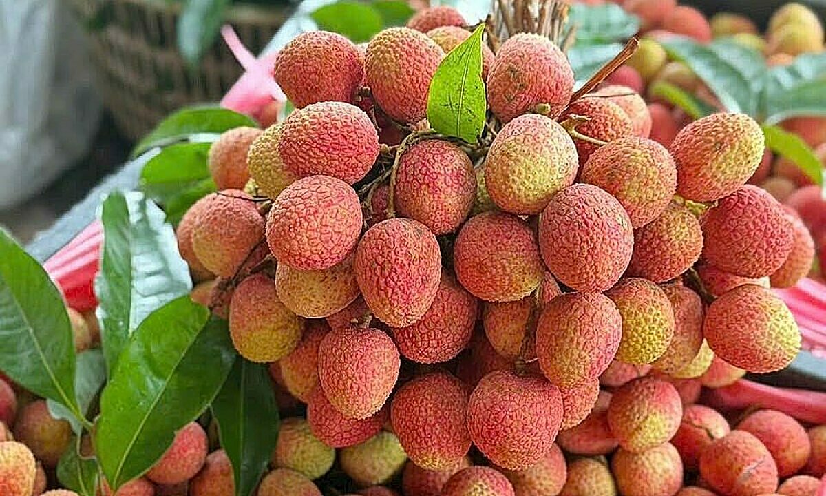 Lychee crop shortfall