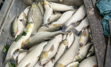 Mass fish deaths in cage farms on Lam River