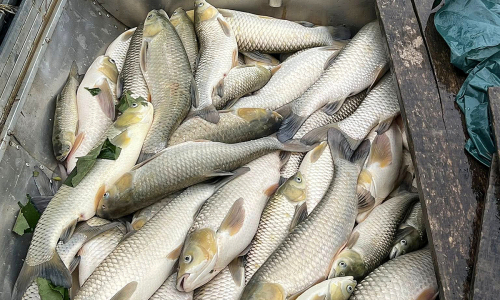 Mass fish deaths in cage farms on Lam River