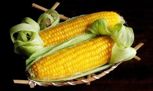 Can corn replace rice for weight loss?