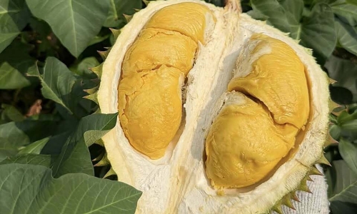 Many fruit prices plummet