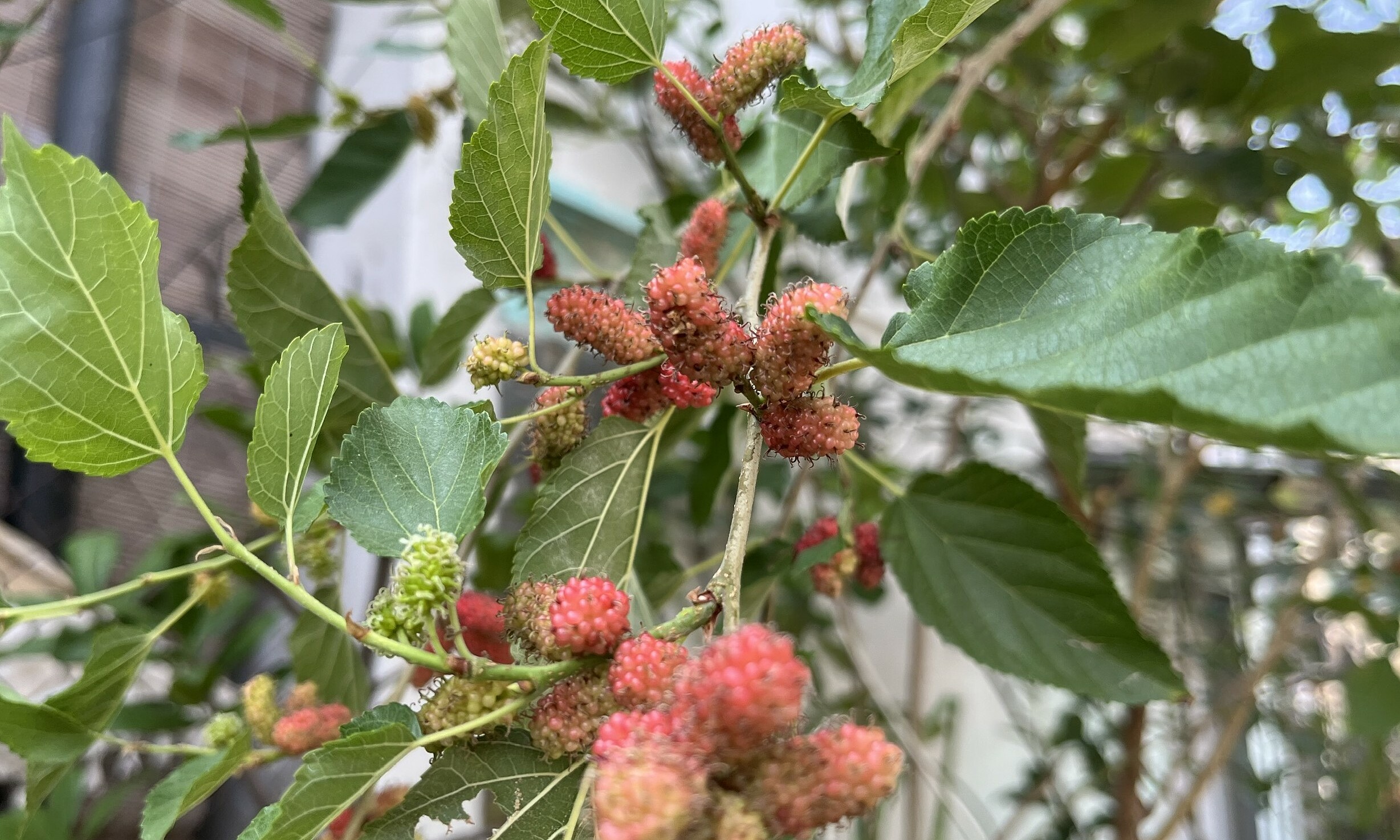 Does drinking mulberry juice prevent nasopharyngeal cancer?