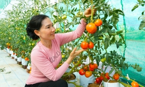Transforming saline-alkaline land into a multi-billion dong grape and tomato garden