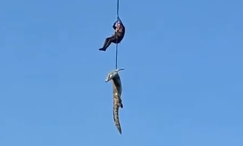 Police use helicopter to capture crocodile in missing person investigation