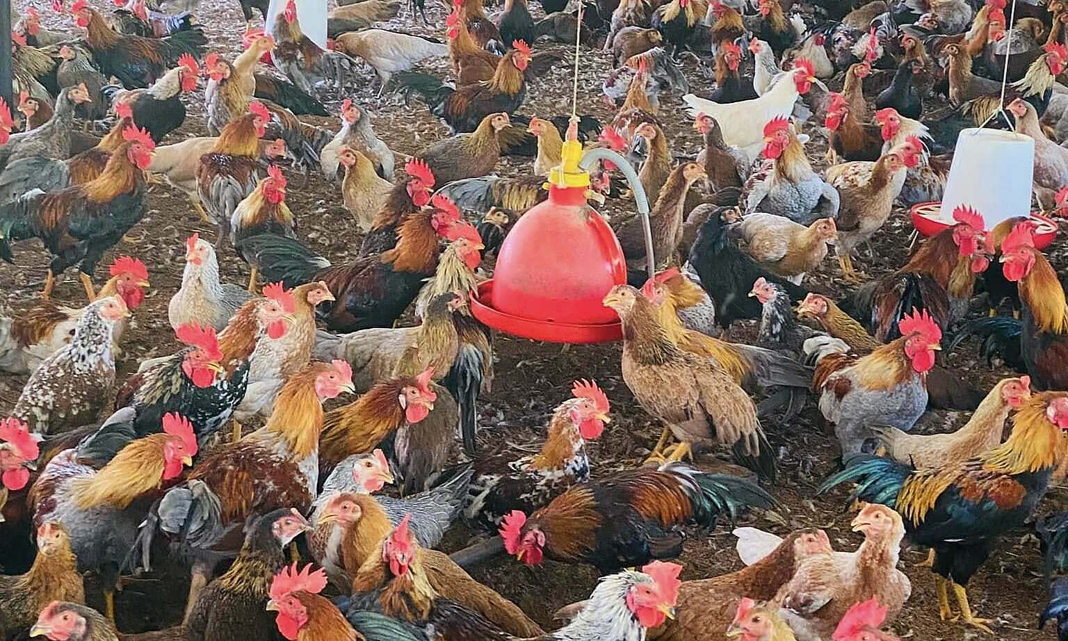 Chicken meat and egg prices plummet, farmers face heavy losses