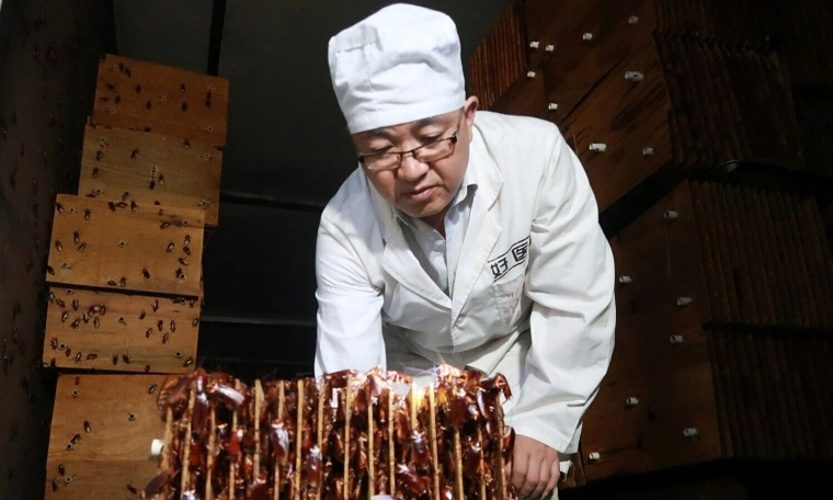 China's crispy fried cockroach dish