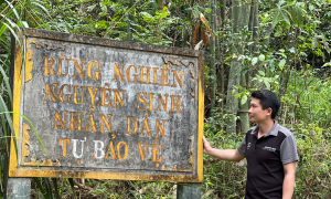 Village custom keeps hundred-year-old nghien forest intact