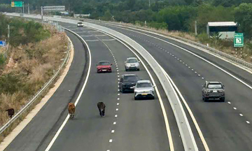 Cattle enter Bien Hoa - Vung Tau expressway