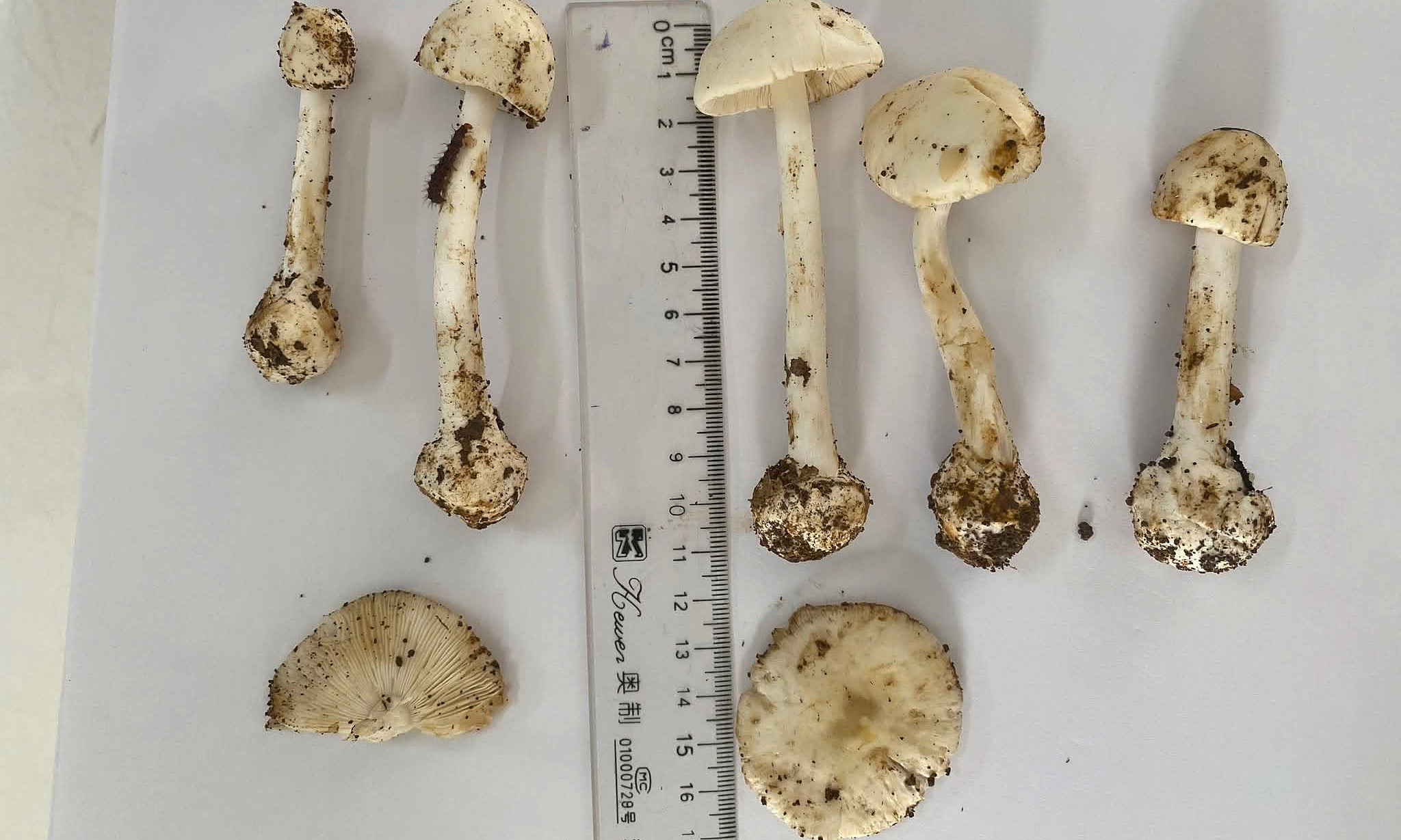 One death, five hospitalized after wild mushroom soup meal