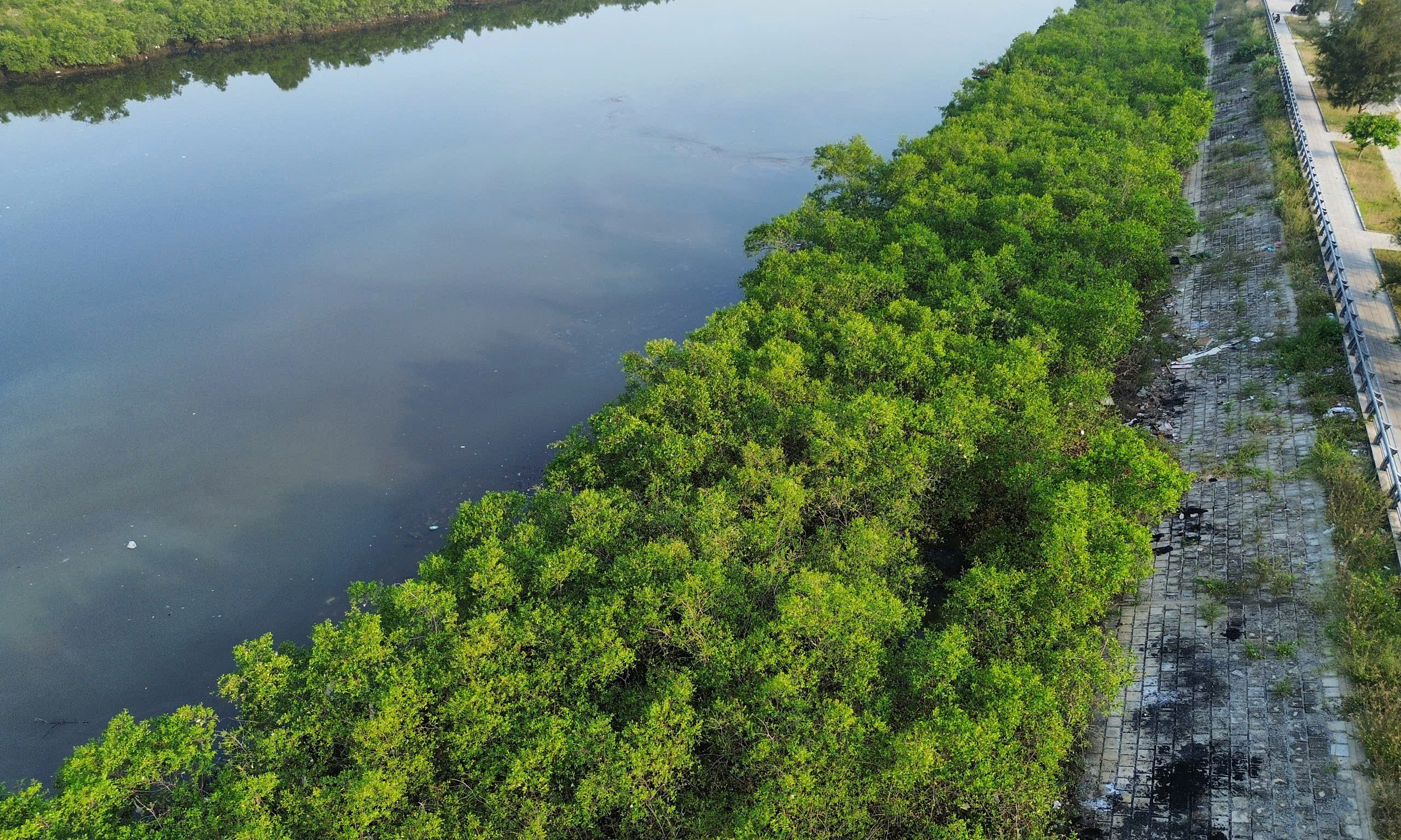 Mangrove removal planned for Nha Trang river embankment project stalling handover