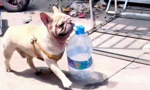 Dog earns over 14,000 USD picking up bottles