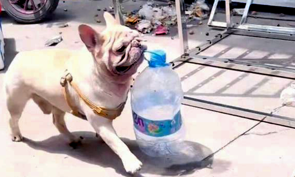 Dog earns over 14,000 USD picking up bottles