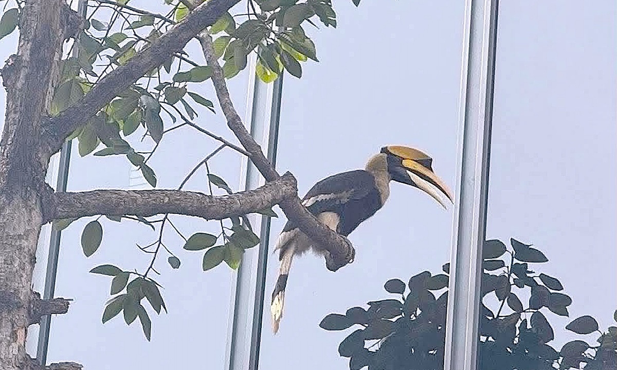 Rare great hornbill appears in downtown ho chi minh city